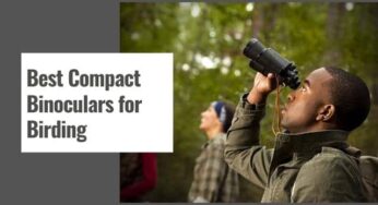 10 Best Compact Binoculars for Birding in 2024