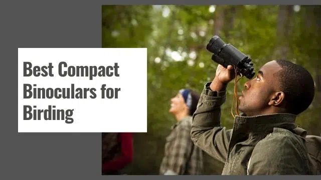 Best Compact Binoculars for Birding