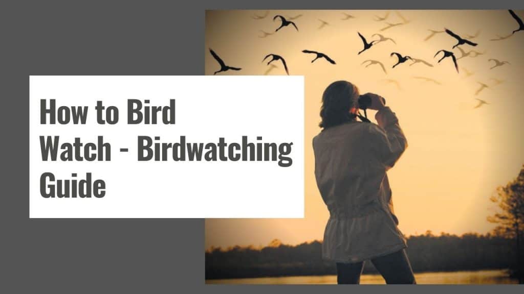 How to Bird Watch