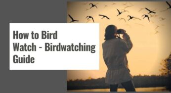 How to Bird Watch – Birdwatching Guide