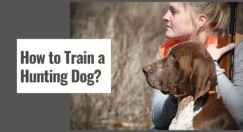 How to Train a Hunting Dog?