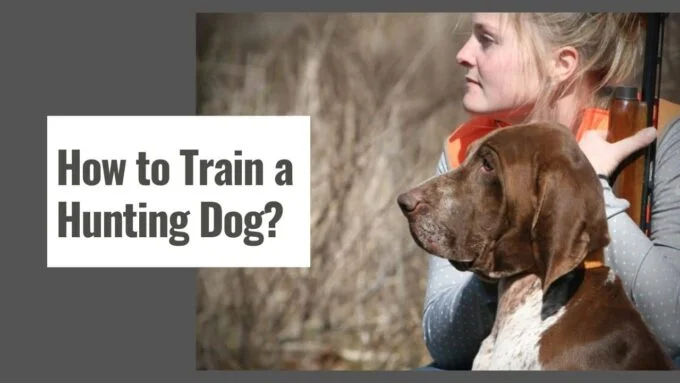 How to Train a Hunting Dog?