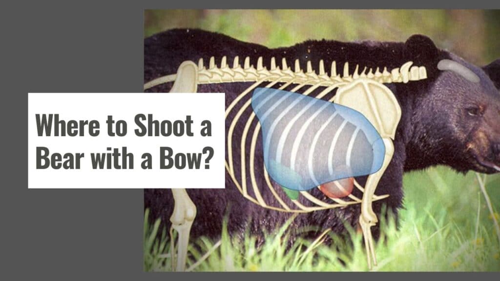 Where to Shoot a Bear with a Bow?