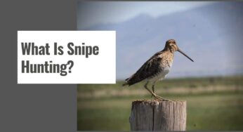 What Is Snipe Hunting?