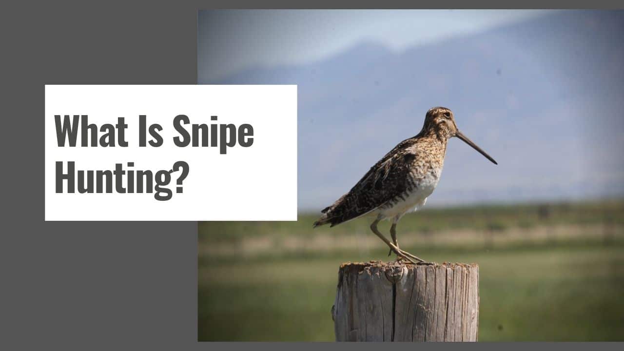 What Is Snipe Hunting