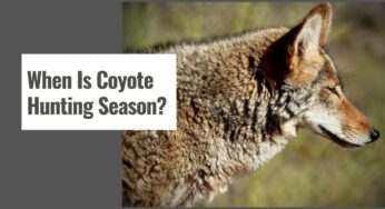 When Does Coyote Season Start (When Is Coyote Hunting Season)?