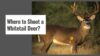 Whitetail deer in the woods for a crossbow hunting shot placement guide