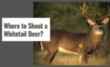Where to Shoot a Whitetail Deer With a Crossbow