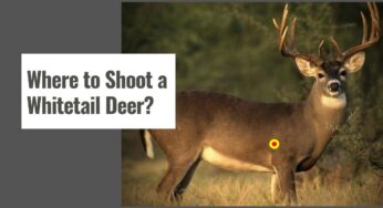 Where to Shoot a Whitetail Deer With a Crossbow?