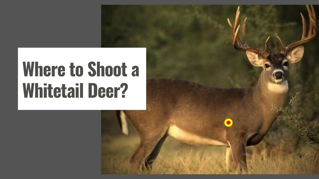 Where to Shoot a Whitetail Deer With a Crossbow