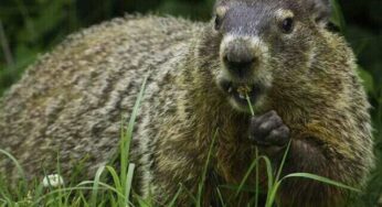 How to Hunt Groundhog?