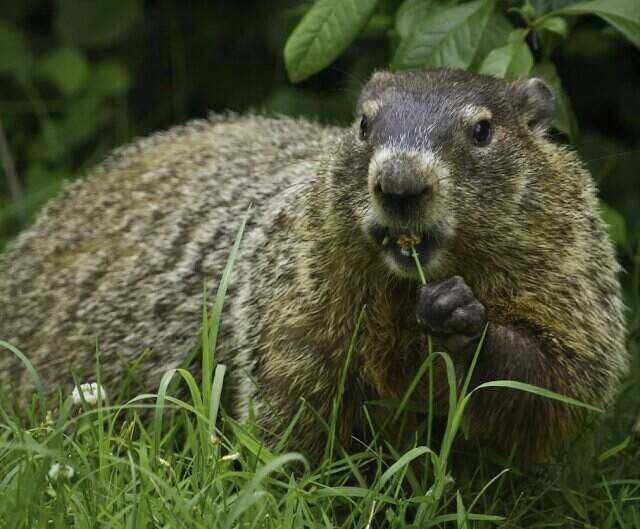 How to Hunt a Groundhog