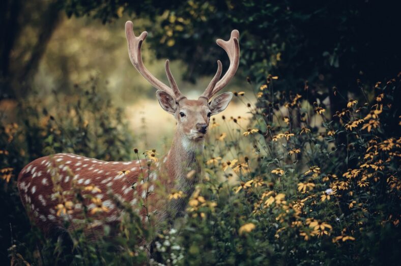 Whitetail deer standing in brush with sunlight filtering through trees