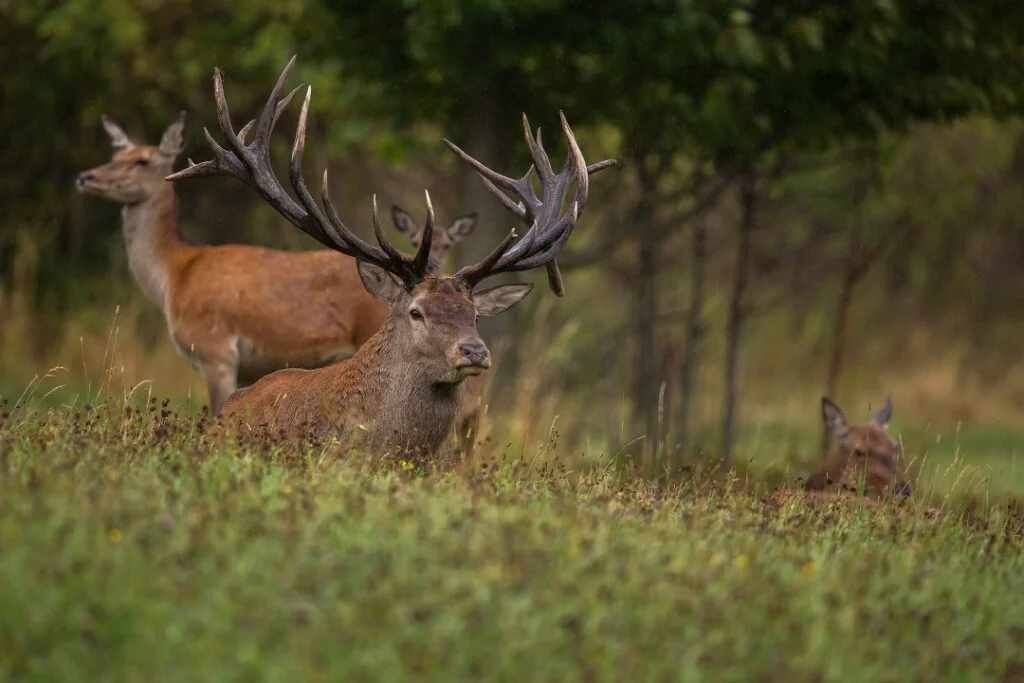Right Location for Deer Hunting