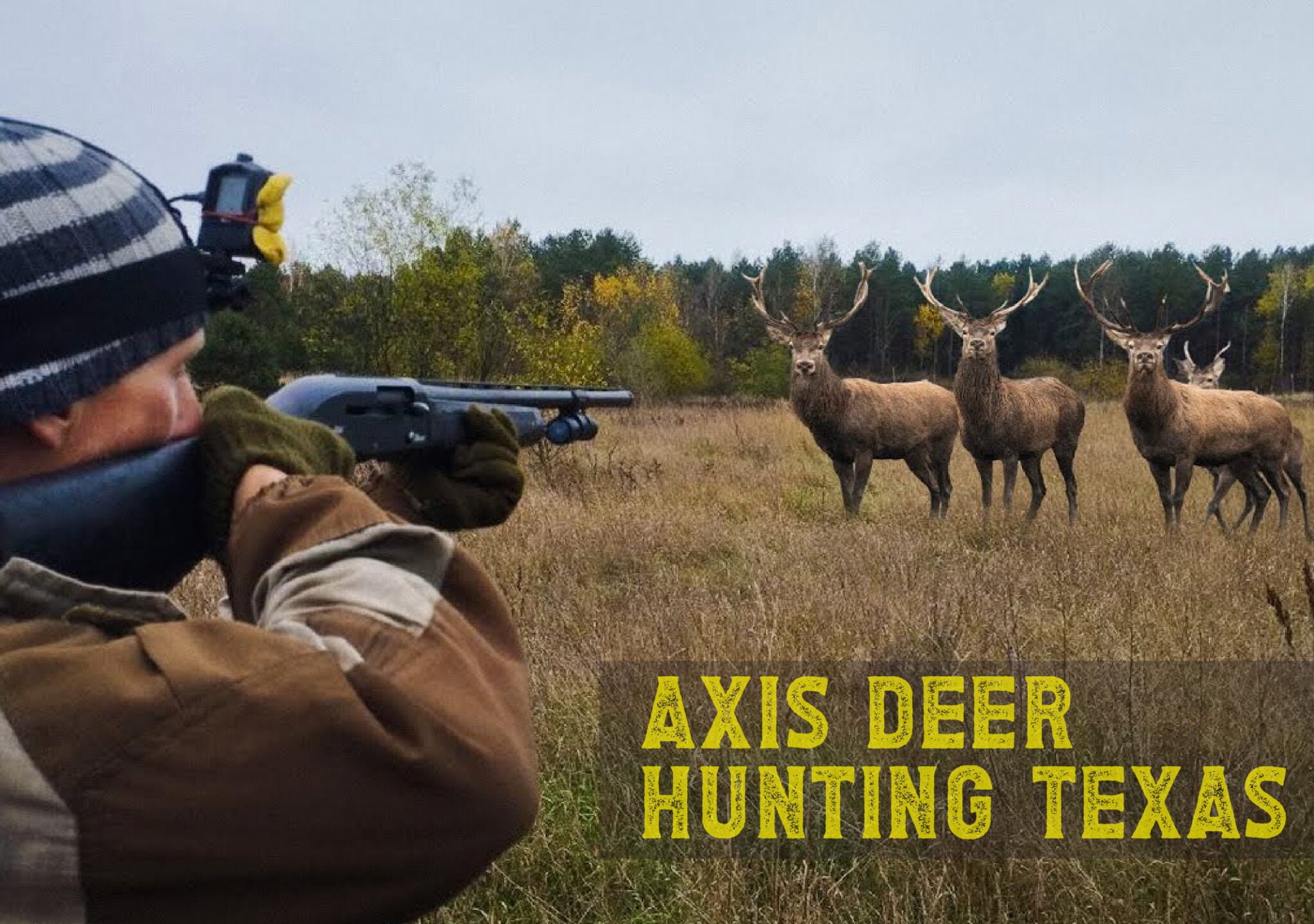 Axis Deer vs. Whitetail A Comparison of Two Iconic Deer Species The