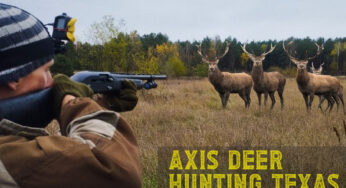 Axis Deer Hunting in Texas: A Thrilling Safari Experience