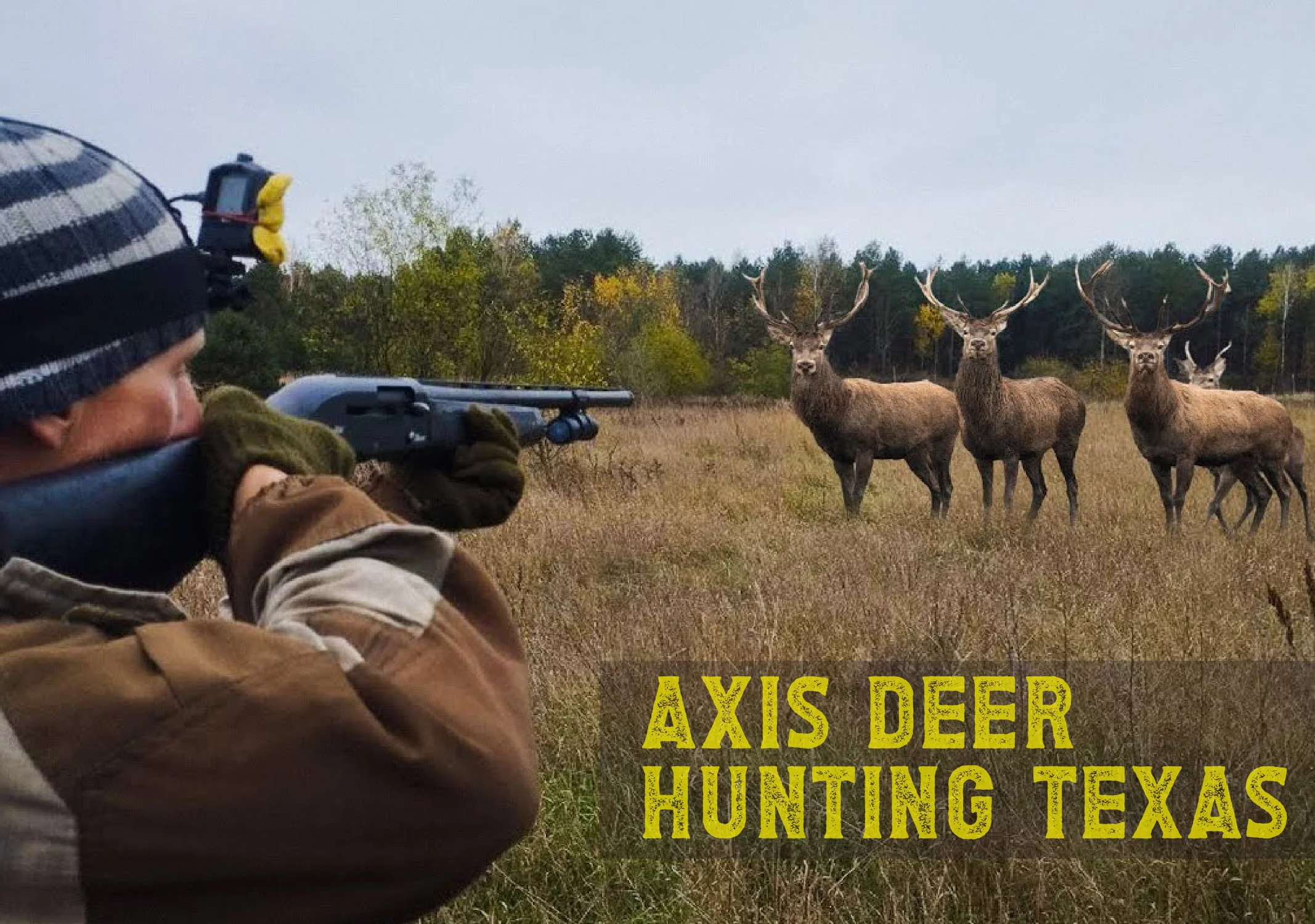 Axis Deer Hunting in Texas: A Thrilling Safari Experience