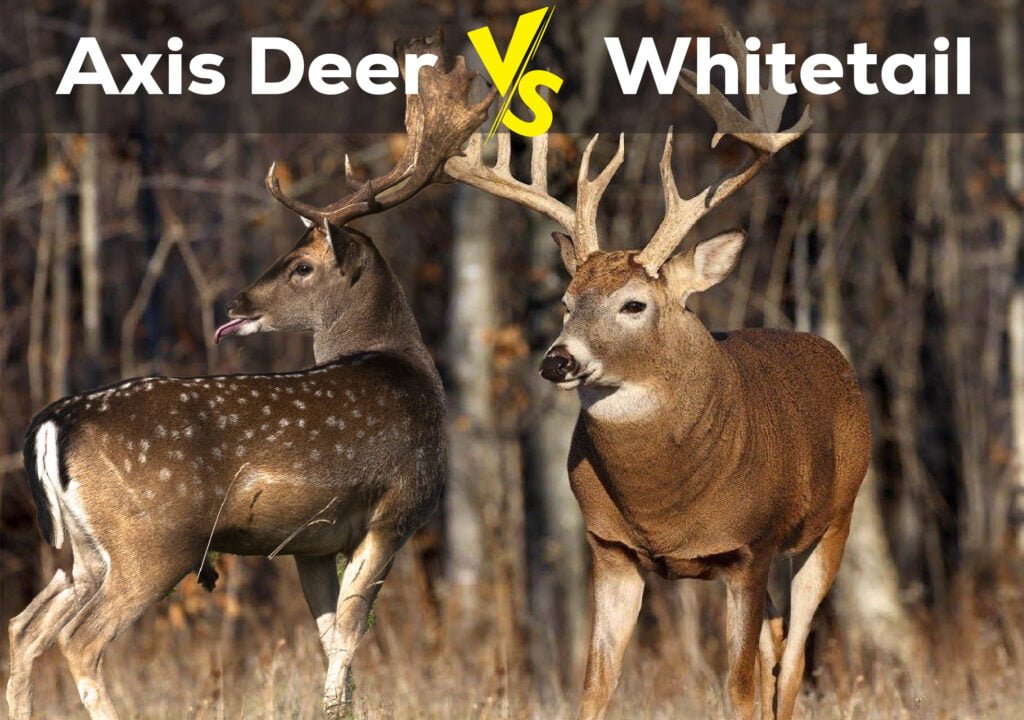 Axis Deer vs. Whitetail