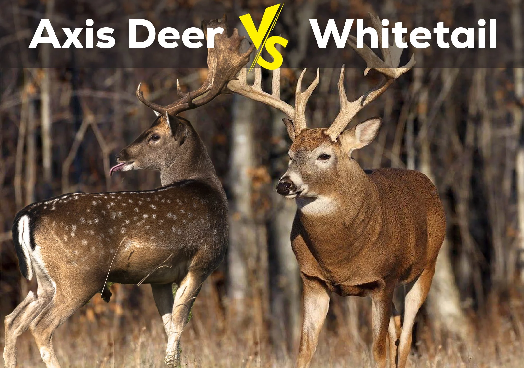 Axis Deer vs. Whitetail: A Comparison of Two Iconic Deer Species