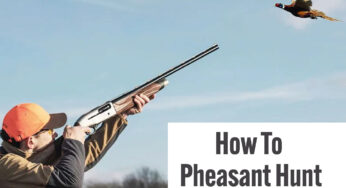 How to Pheasant Hunt: A Comprehensive Guide to a Thrilling Upland Adventure