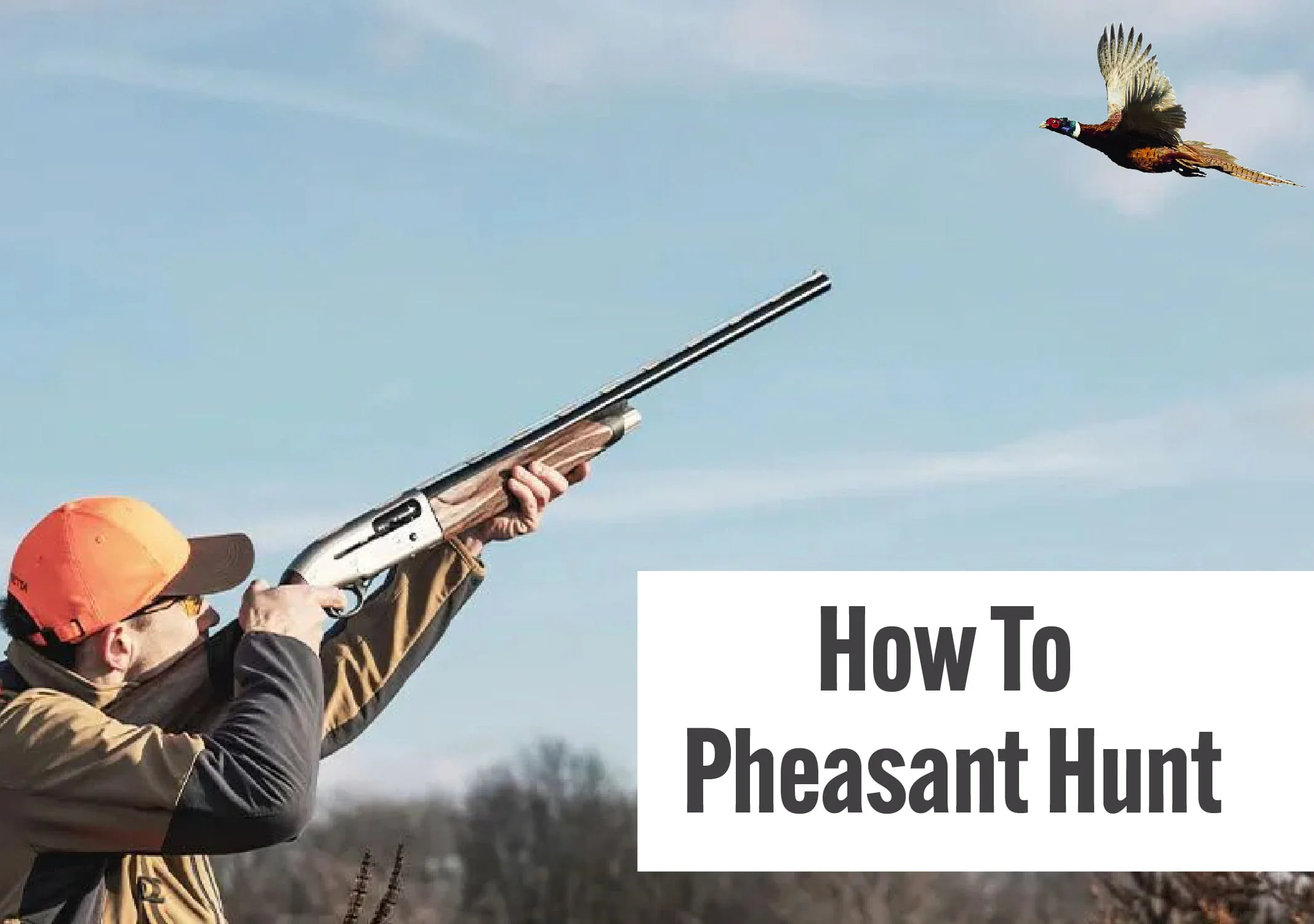 How to Pheasant Hunt: A Comprehensive Guide to a Thrilling Upland Adventure