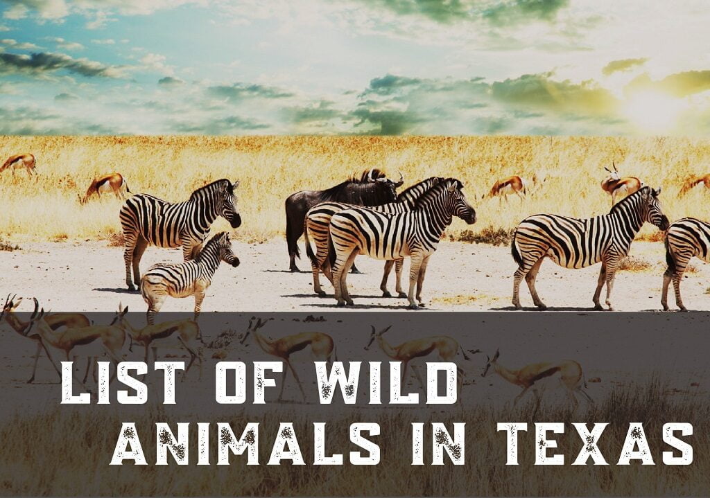 list of wild animals in texas