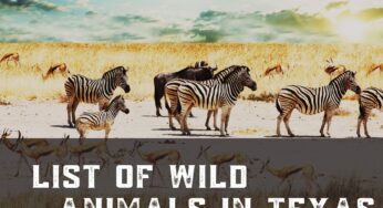 List of Wild Animals in Texas : A comprehensive guide