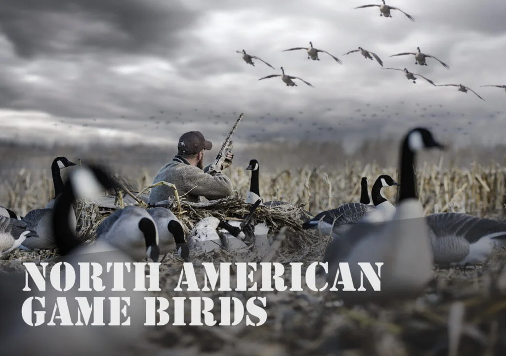 North American Game Birds