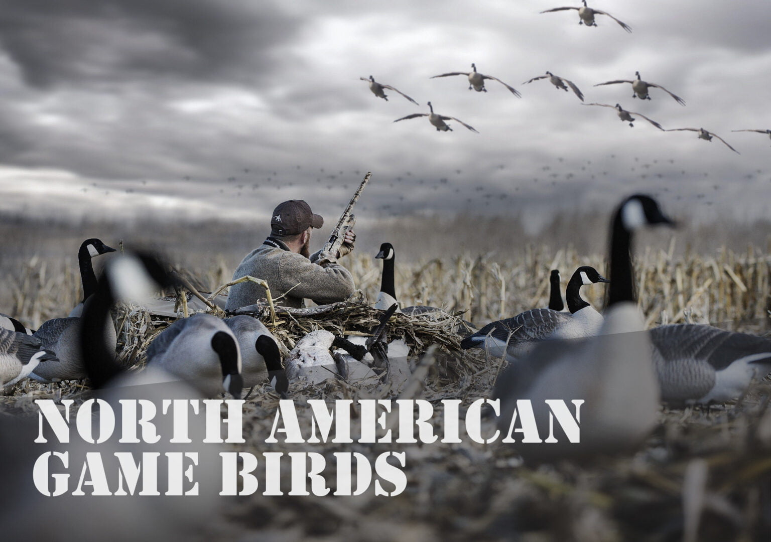 North American Game Birds: A Hunter’s Guide to the Wild Skies - The ...