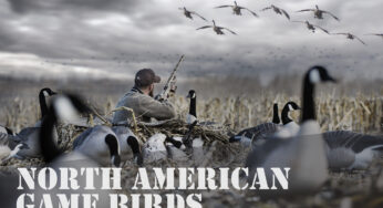 North American Game Birds: A Hunter’s Guide to the Wild Skies