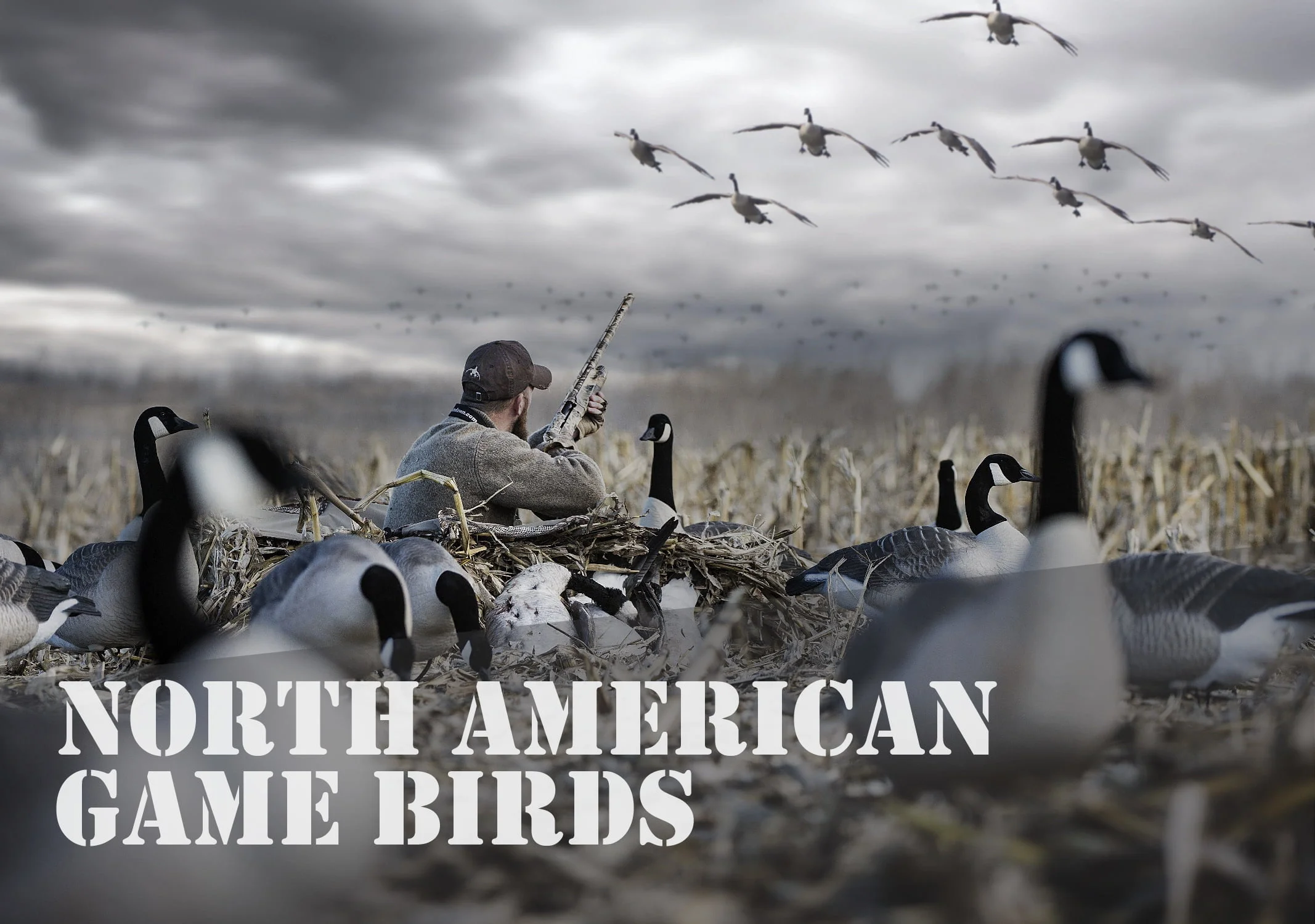 North American Game Birds: A Hunter’s Guide to the Wild Skies