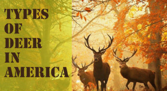 Types of Deer in America: A Comprehensive Guide to North American Cervids