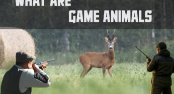 What Are Game Animals: A Comprehensive Guide to Understanding Game Species
