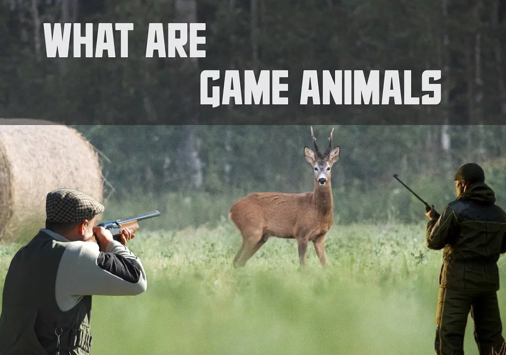 What Are Game Animals: A Comprehensive Guide to Understanding Game Species