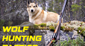 Wolf Hunting Tactics: Strategies and Tips for a Successful Hunt