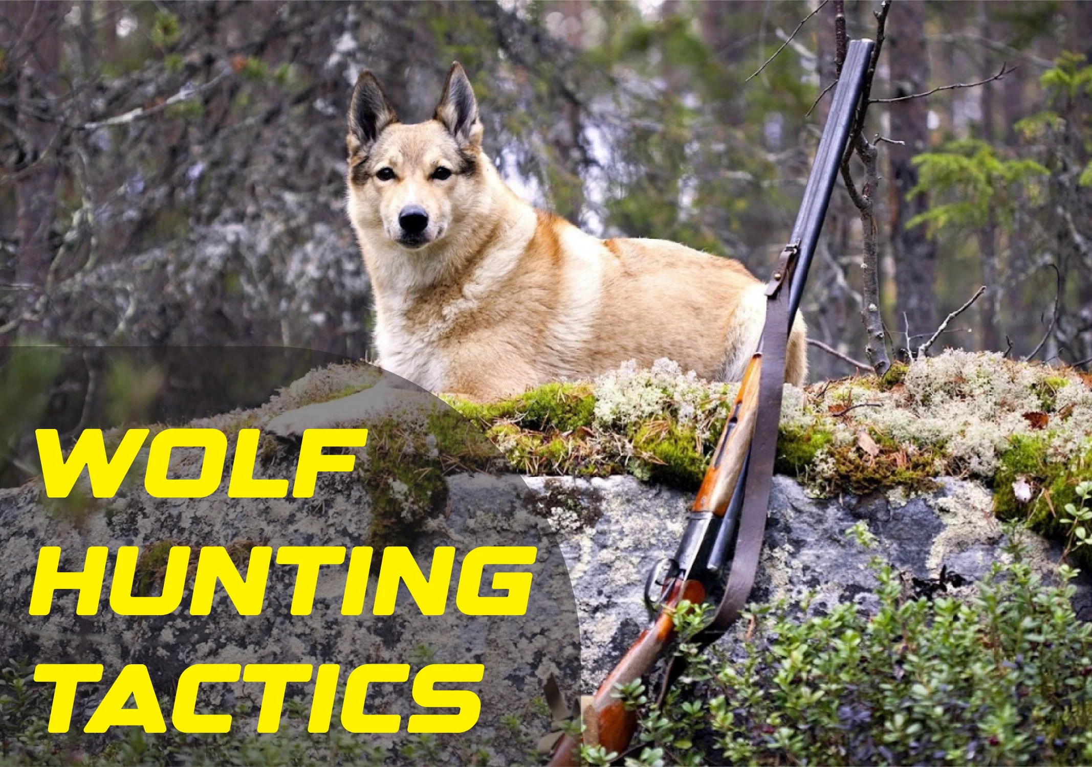 Wolf Hunting Tactics: Strategies and Tips for a Successful Hunt