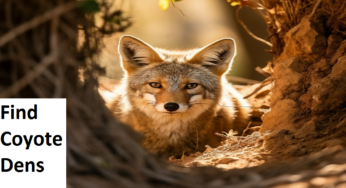 How to Find Coyote Dens: A Comprehensive Guide to Nature’s Secret Chambers