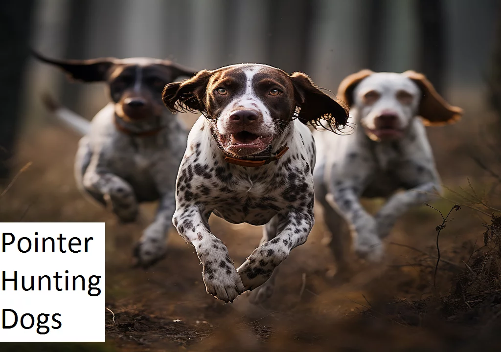 Unveiling the Grace and Precision of Pointer Hunting Dogs: A Journey into Their Excellence