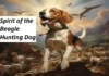 Beagle hunting dog training safety field care and small game hunting basics