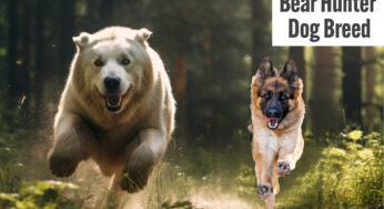 Bear Hunter Dog Breeds: Canine Companions for the Brave and Daring