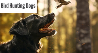 Bird Hunting Dogs: An In-depth Guide for the Avid Hunter