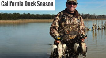 California Duck Season: A Comprehensive Guide of Timing, Essential’s and Limits
