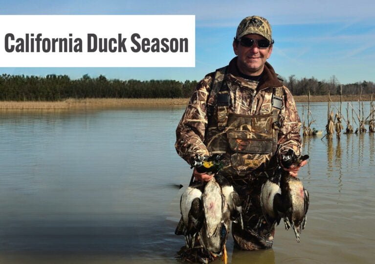 California Duck Season A Comprehensive Guide of Timing, Essential's