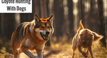 An In-Depth Guide to Coyote Hunting with Dogs