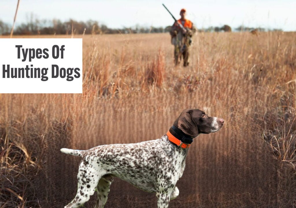 Types of Hunting Dogs