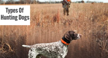 Types of Hunting Dogs: An In-Depth Look into the Breeds and their Hunting Prowess