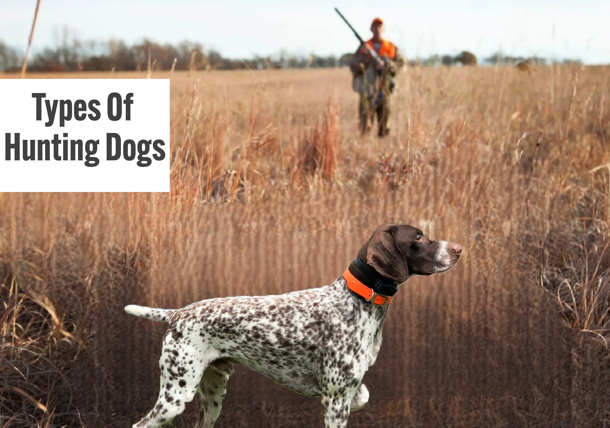 Types of Hunting Dogs: An In-Depth Look into the Breeds and their Hunting Prowess