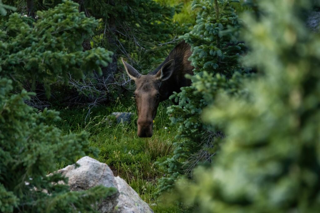 Moose peering through evergreen forest