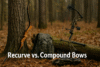 recurve vs compound