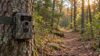 Trail camera strapped to a tree beside a woodland path